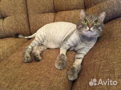 Стрижка кошек