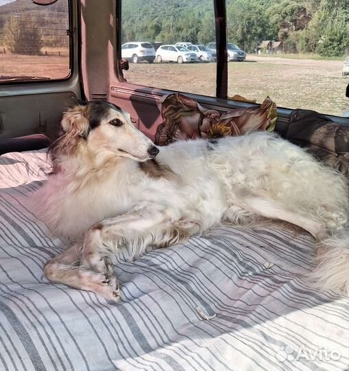 Собака для фотосессии, русская псовая борзая