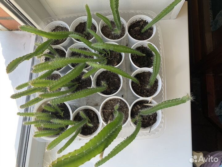 Комнатные растения цветы