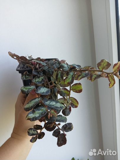 Комнатные цветы