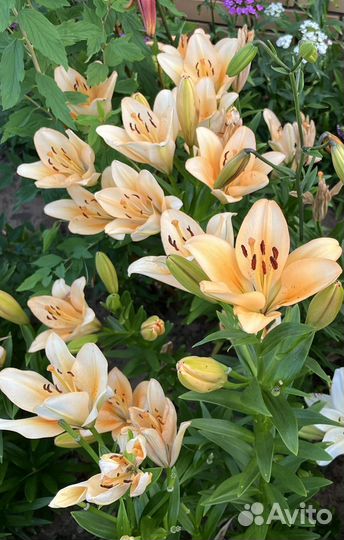 Лилия садовая