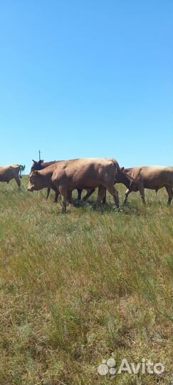 Продам быки