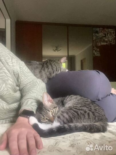 Котята подростки в добрые руки