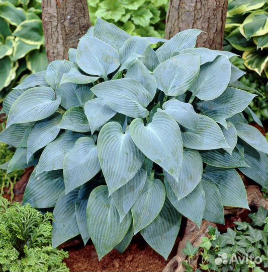 Коллекционные хосты