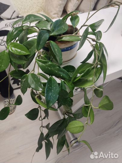 Комнатные цветы хойя