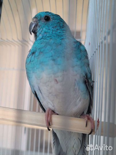 Певчий попугай