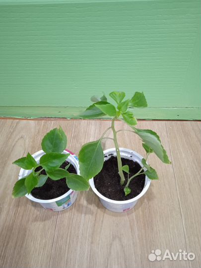 Комнатные растения цветы