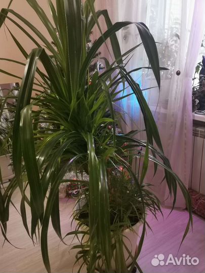 Комнатные цветы