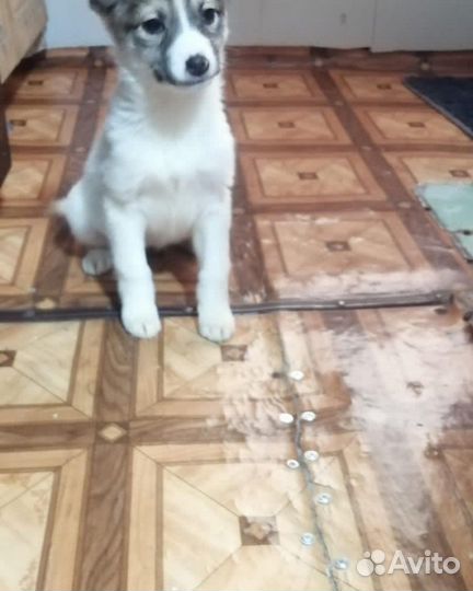 Щенки бесплатно