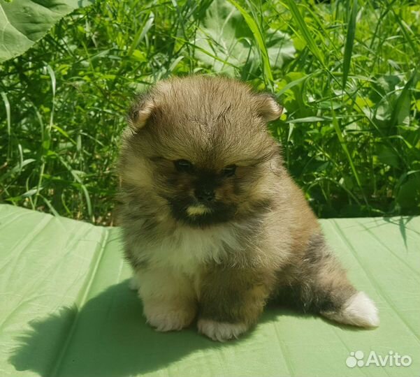 Померанский шпиц щенки