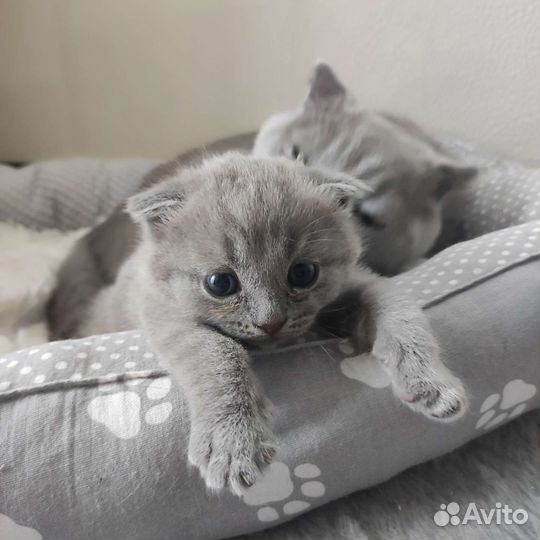 Шотландская плюшка
