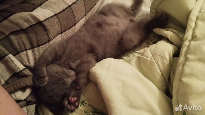 Отдам котенка в добрые руки