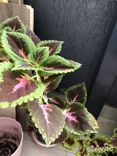 Продам цветы домашние