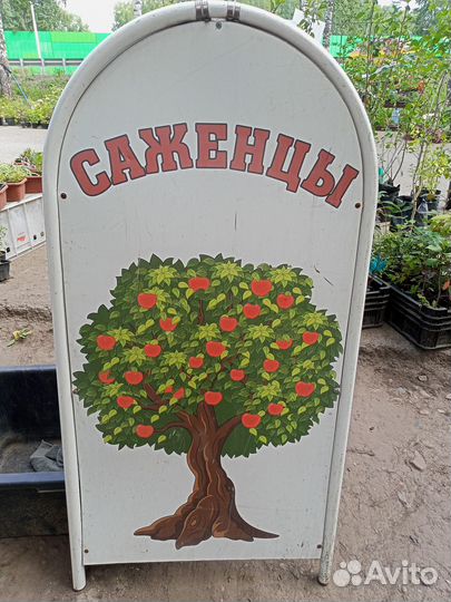 Саженцы яблони,груши,малина,крыжовник,жимолость