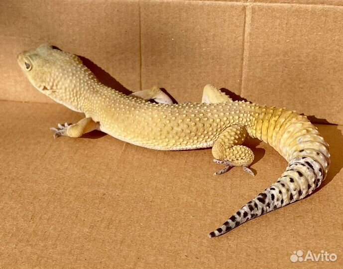 Эублефар Super Hypo Tangerine самец