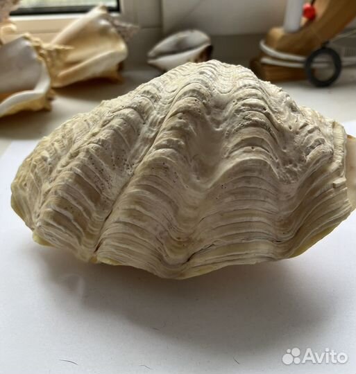 Ракушки и коралл