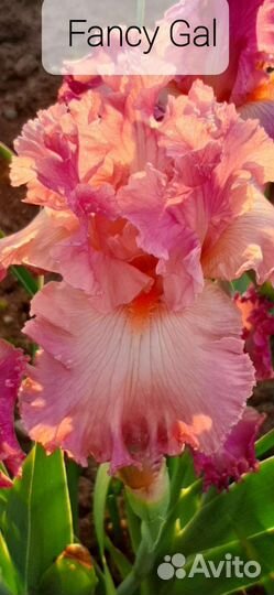 Ирисы сортовые