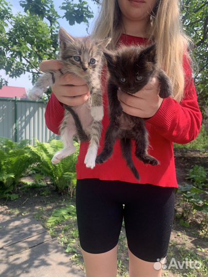 Котята в добрые руки бесплатно