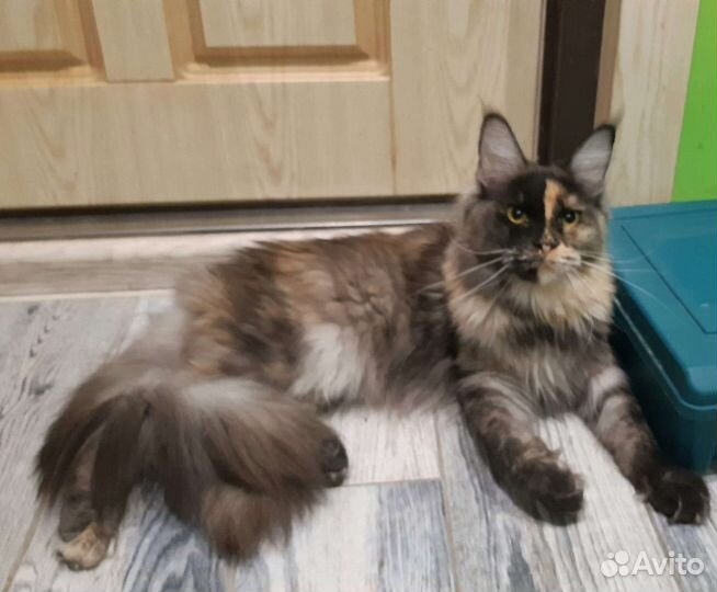 Кошки мейн-кун