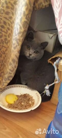 Британский кот