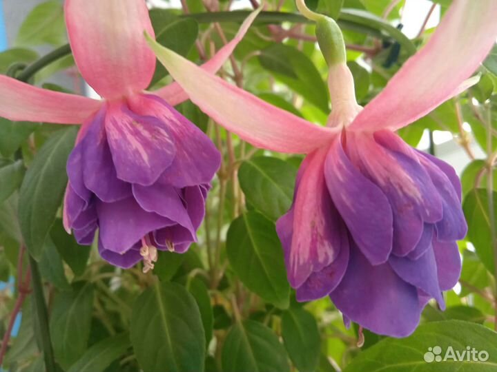 Фуксия Dolche Elizabeth