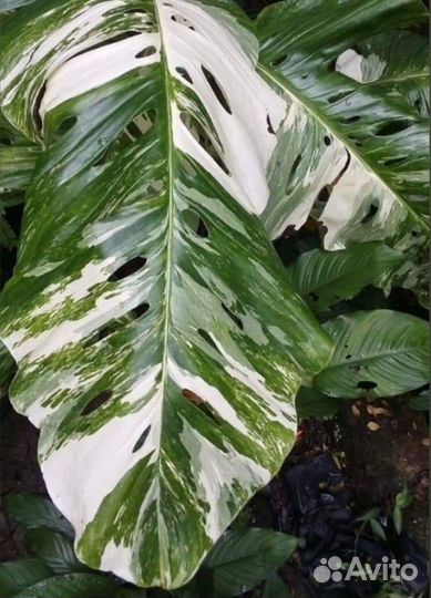 Монстера Лихлериана вариегатная