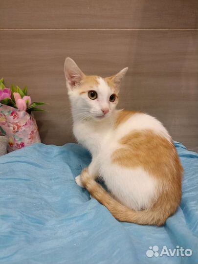 Котенок в добрые руки