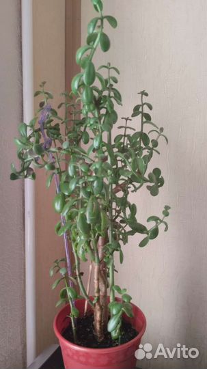 Крассула толстянка (Денежное дерево)