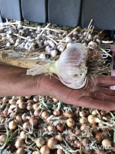 Картофель лук чеснок