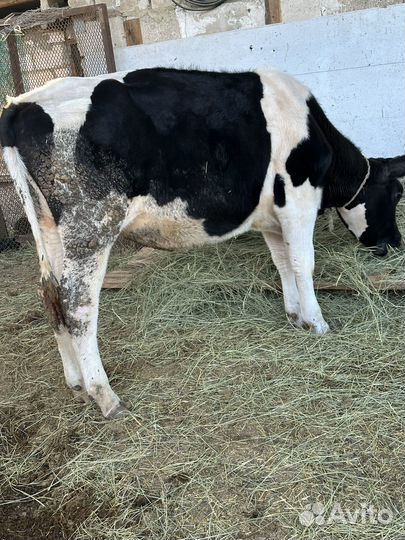 Телки голштины