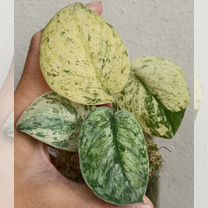 Сциндапсус Marble Queen