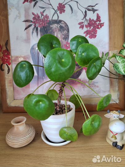 Пилея пеперомиевидная