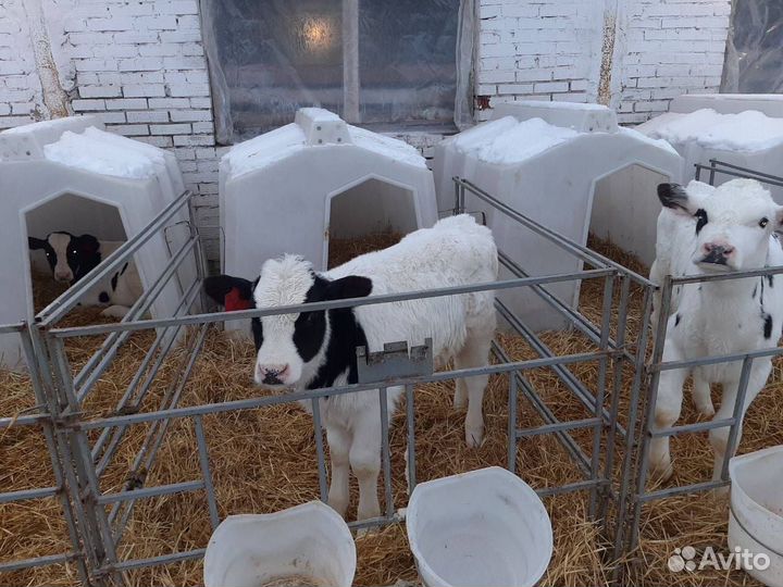 Телки, бычки