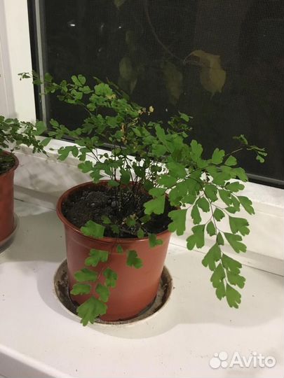 Адиантум- венерин волос