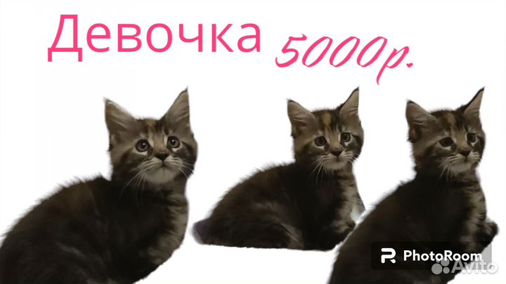 Котята мейн-кун мальчики и девочки