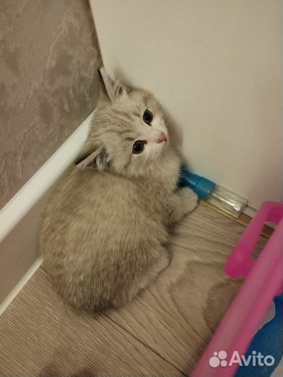 Котенок в добрые руки