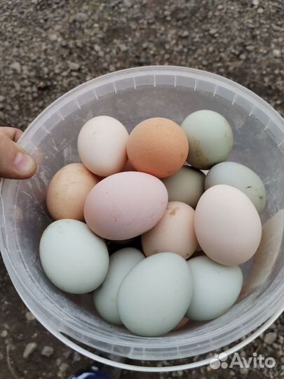 Инкубационное яйцо кур