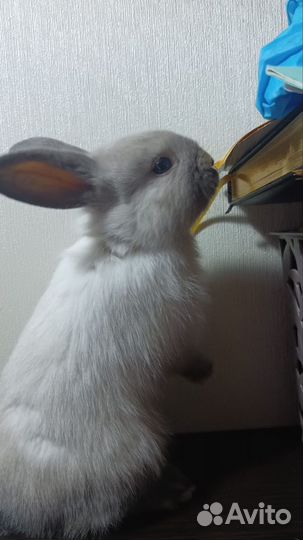 Декоративные кролики вислоухие