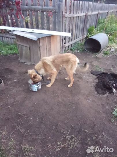 Сторожевой пес