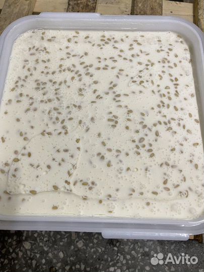 Оптом крем мед с кедровым орехом