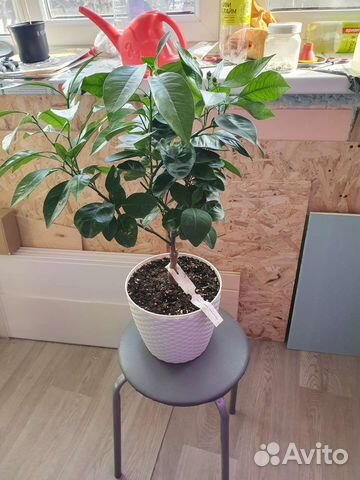 Цитрусовые растения плодоносящие