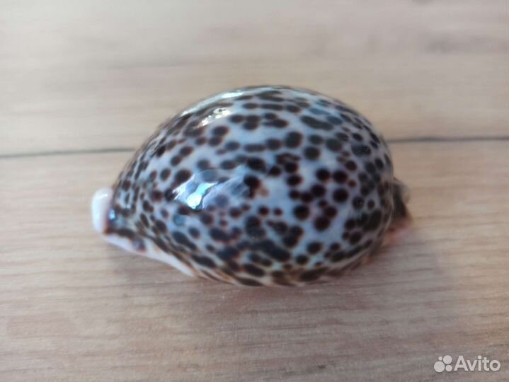 Морская раковина