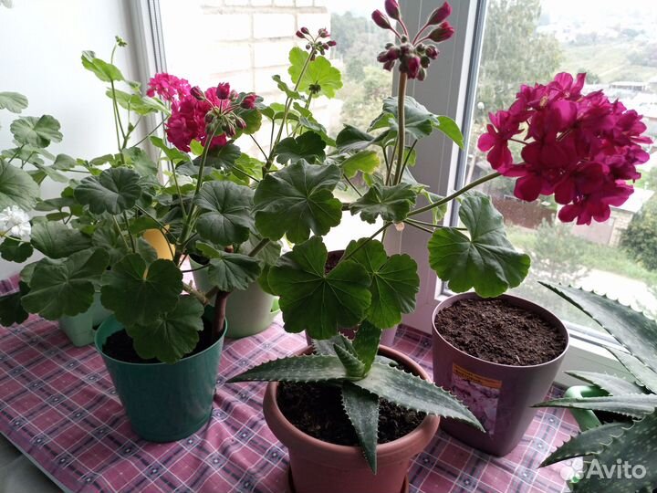 Долларовое дерево (Замиокулькас)