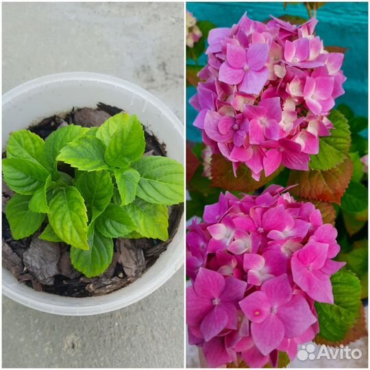 Гортензия крупнолистная