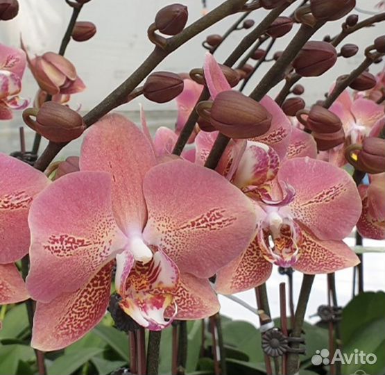 Орхидея фаленопсис