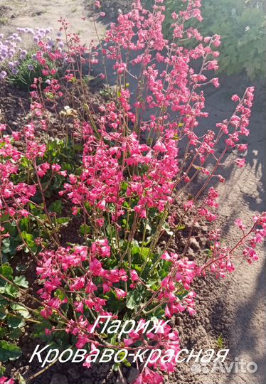 Гейхеры хосты