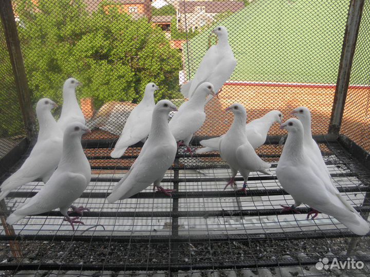 Белые голуби для праздника