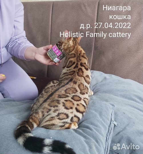 Домашний леопард