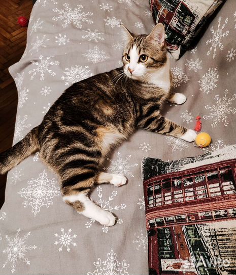 Плюшевый мраморный кот котёнок