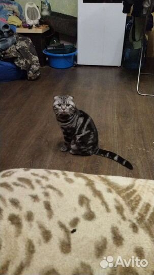 Кот для вязки